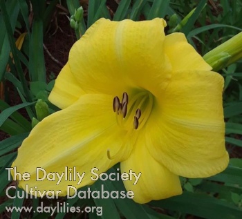 Daylily Picture Perfect